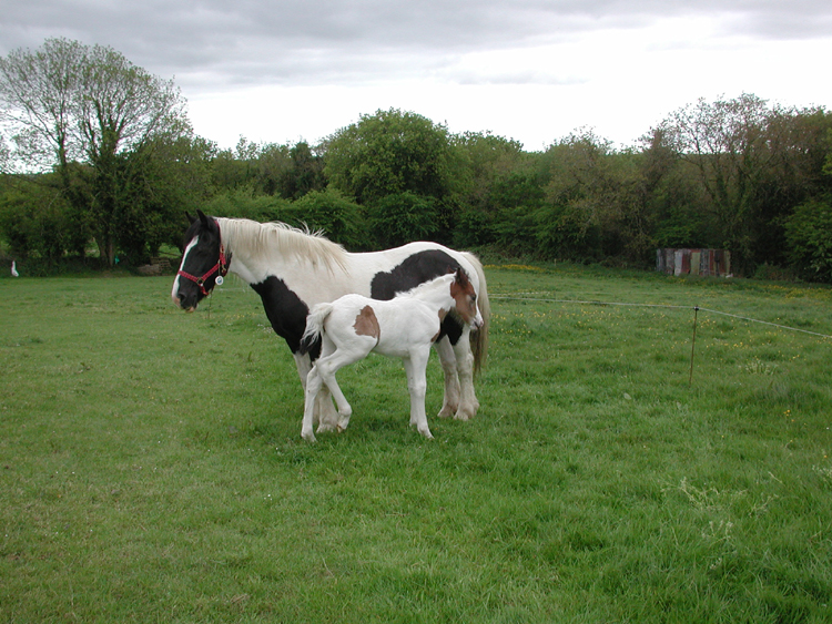 Mare and foal in Killowen 2.jpg 450.1K